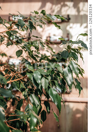 ficus benjamina under the sunlight with shadows on the wall background. Trending indoor plants. House plants care concept ficus benjamina under the sunlight with shadows on the wall background. Trending indoor plants. House plants care concept 126120334