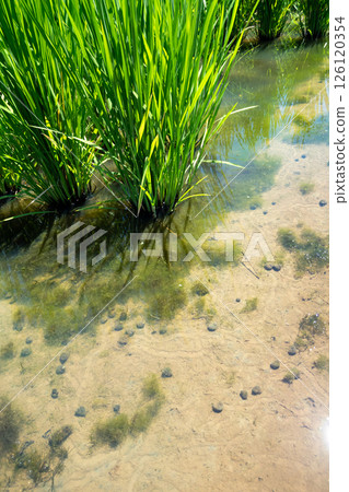稻田 水稻 夏天 126120354