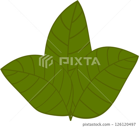 Beautiful shape and green colors tone of fresh plant leaves. Beautiful shape and green colors tone of fresh plant leaves. 126120497