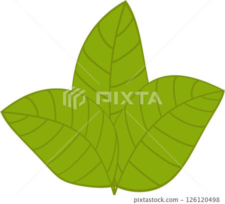 Beautiful shape and green colors tone of fresh plant leaves. 126120498