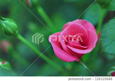 Close-up of budding pink rose among greenery of garden. Card. Copy space, for text Close-up of budding pink rose among greenery of garden. Card. Copy space, for text 126120888