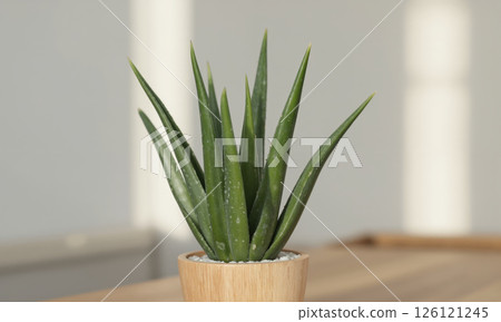 Aloe Vera (Aloe barbadensis miller) Succulent with fleshy, pointed green leaves in a minimalist clay pot, a wooden planter, 126121245