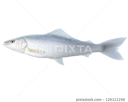 Haddock Fillet - A mild white fish, often used for fish and chips or baked dishes. 126121298