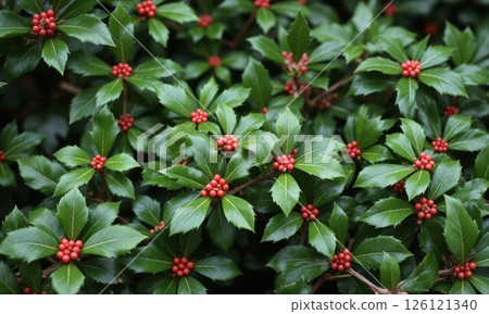 Holly (Ilex aquifolium) A traditional evergreen shrub with glossy, spiny leaves and red berries, Holly is often used for seasonal 126121340