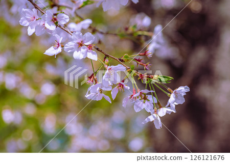 Mifuku Park Somei Yoshino Cherry Blossoms 4-42 126121676