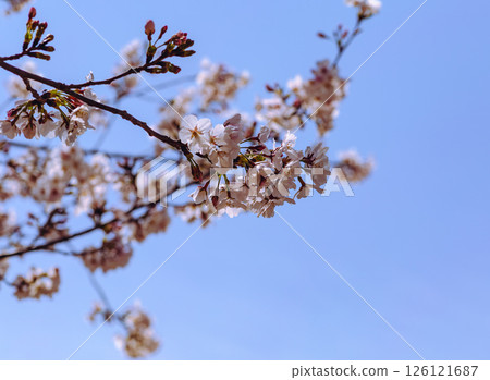Mifuku Park Somei-Yoshino Cherry Blossoms 4-54 Mifuku Park Somei-Yoshino Cherry Blossoms 4-54 126121687