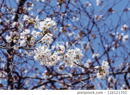 Mifuku Park Somei Yoshino Cherry Blossoms 4-71 Mifuku Park Somei Yoshino Cherry Blossoms 4-71 126121705
