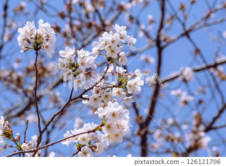 Mifuku Park Somei Yoshino Cherry Blossoms 4-72 Mifuku Park Somei Yoshino Cherry Blossoms 4-72 126121706