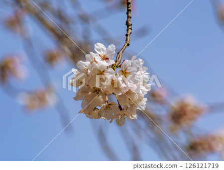 Mifuku Park Somei Yoshino Cherry Blossoms 4-84 Mifuku Park Somei Yoshino Cherry Blossoms 4-84 126121719