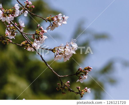 Mifuku Park Somei Yoshino Cherry Blossoms 4-85 Mifuku Park Somei Yoshino Cherry Blossoms 4-85 126121720