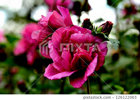 芙蓉花輕花帽 芙蓉花輕花帽 126122003