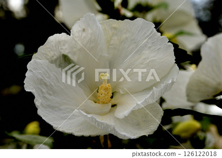 大德寺芙蓉白 大德寺芙蓉白 126122018