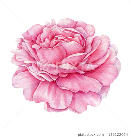 Watercolor light pink peony flower top view, pastel botanical illustration wedding design, floral clipart, vintage decor Watercolor light pink peony flower top view, pastel botanical illustration wedding design, floral clipart, vintage decor 126122054