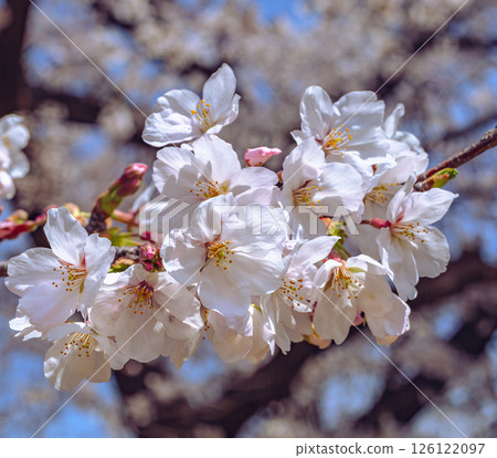 Mifuku Park Somei-Yoshino Cherry Blossoms 5-9 Mifuku Park Somei-Yoshino Cherry Blossoms 5-9 126122097