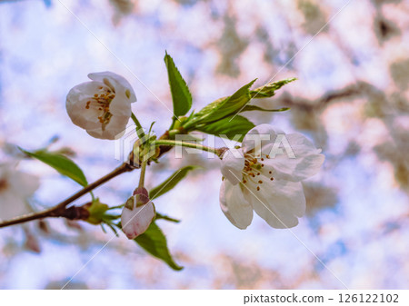 Mifuku Park Somei Yoshino Cherry Blossoms 5-14 Mifuku Park Somei Yoshino Cherry Blossoms 5-14 126122102