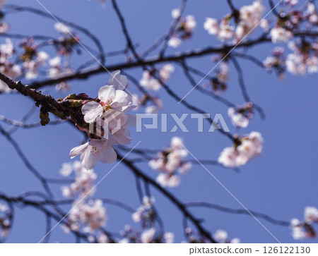 禦福公園 染井吉野櫻 5-42 禦福公園 染井吉野櫻 5-42 126122130