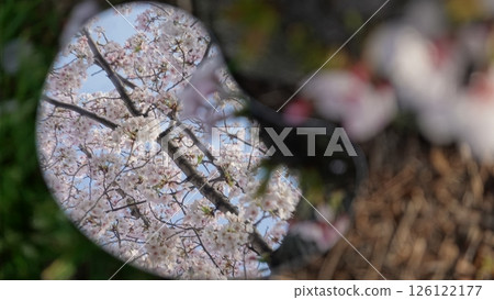 鏡子裡倒映的櫻花 126122177