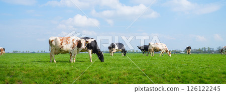 Agriculture. Farm. Domestic animals on the farm. Cows grazing in the meadow. 126122245