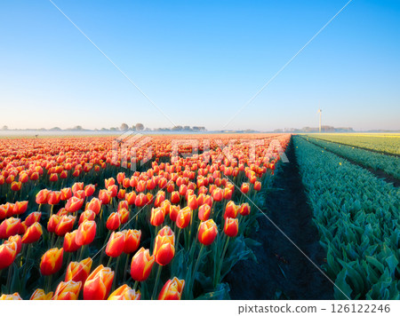Field with tulip rows and wind turbines. Wind generator in a field in the Netherlands.  126122246
