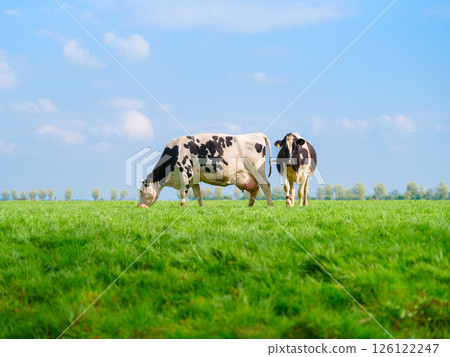 Agriculture. Farm. Domestic animals on the farm. Cows grazing in the meadow.  126122247