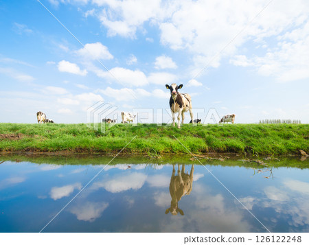 Agriculture. Farm. Domestic animals on the farm. Cows grazing in the meadow. Agriculture. Farm. Domestic animals on the farm. Cows grazing in the meadow. 126122248