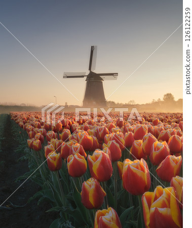 Windmill and flowers in the Netherlands. Misty morining. Field with tulips during blooming time. 126122259