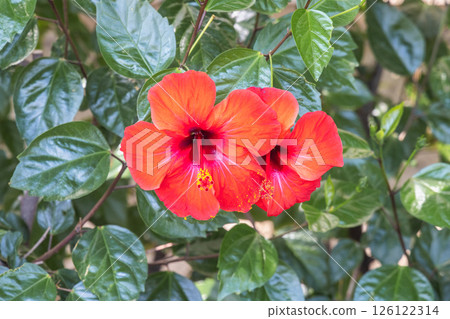 Vibrant red hibiscus flowers bloom, their petals radiant against a backdrop of lush green leaves in a sunny garden setting. 126122314