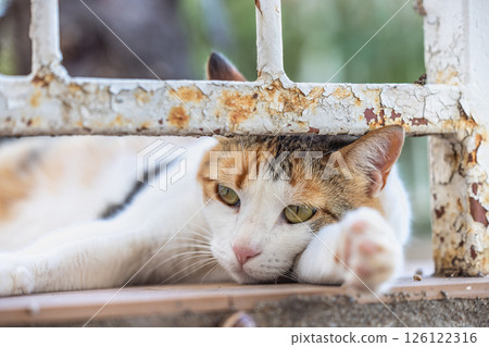 Relaxing feline, enjoying a moment of rest behind a rustic fence, with a serene and peaceful expression. 126122316