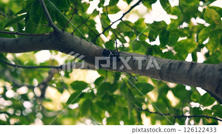 Tree branch 126122433