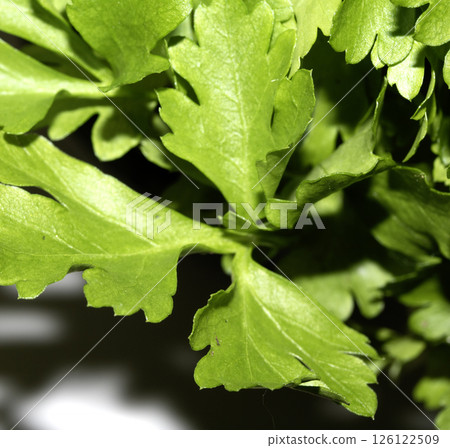 Close up of flat leaf parsley herb ready to use in cooking Close up of flat leaf parsley herb ready to use in cooking 126122509