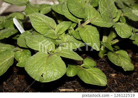 Close up of potato plant leaves on a vegetable patch Close up of potato plant leaves on a vegetable patch 126122519