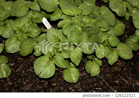 Close up of potato plant leaves on a vegetable patch Close up of potato plant leaves on a vegetable patch 126122521