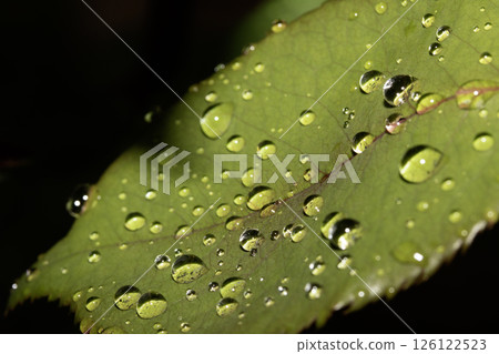 Rose leaf with rain water dew drops close up fresh Rose leaf with rain water dew drops close up fresh 126122523