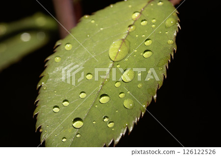 Rose leaf with rain water dew drops close up fresh Rose leaf with rain water dew drops close up fresh 126122526