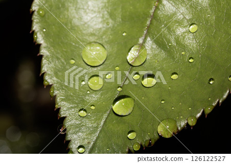 Rose leaf with rain water dew drops close up fresh 126122527