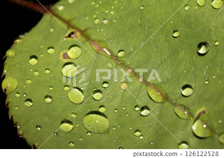 Rose leaf with rain water dew drops close up fresh 126122528