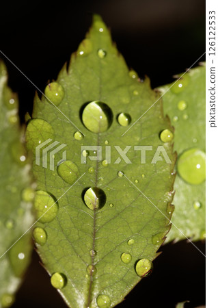 Rose leaf with rain water dew drops close up fresh 126122533