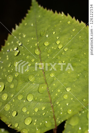 Rose leaf with rain water dew drops close up fresh Rose leaf with rain water dew drops close up fresh 126122534