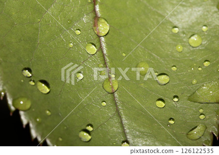 Rose leaf with rain water dew drops close up fresh Rose leaf with rain water dew drops close up fresh 126122535