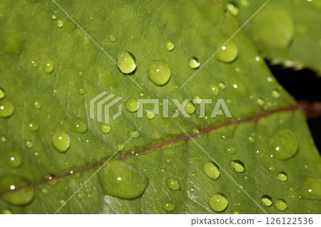 Rose leaf with rain water dew drops close up fresh 126122536