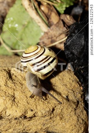 Close up of snails on a moist ground after rain Close up of snails on a moist ground after rain 126122543