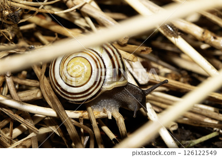 Close up of snails on a moist ground after rain 126122549