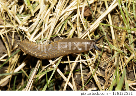Close up of slugs on a moist ground after the rain Close up of slugs on a moist ground after the rain 126122551