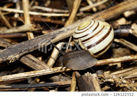Close up of snails on a moist ground after rain 126122552