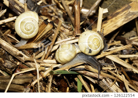 Close up of snails on a moist ground after rain 126122554