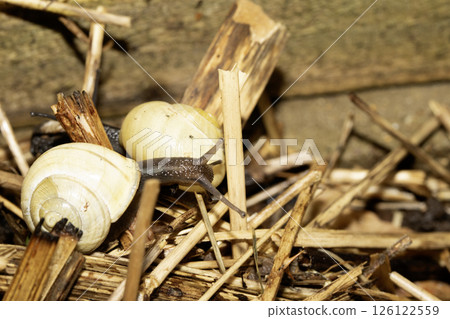 Close up of snails on a moist ground after rain Close up of snails on a moist ground after rain 126122559