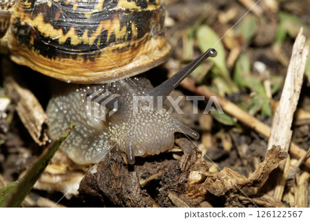 Close up of snails on a moist ground after rain 126122567