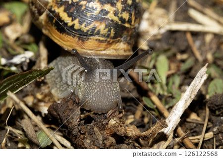 Close up of snails on a moist ground after rain 126122568