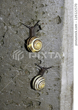 Close up of snails on a moist ground after rain 126122570