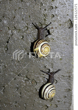 Close up of snails on a moist ground after rain 126122571